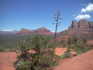 Bryan's tree on Bell Rock in Sedona, Arizona, with blooming agave